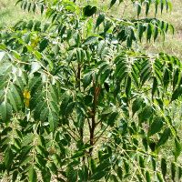 Neem tree