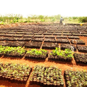 Kinesi Tree Nursery Kinesi Village Tree Nursery