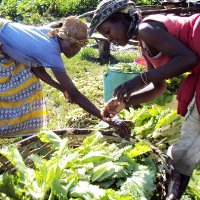 Two women harvesting lettuce from permaculture garden.