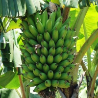 Banana tree