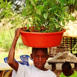Collecting free trees Boy with bucket of trees seedlings on his head.
