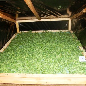 Moringa leaves drying.